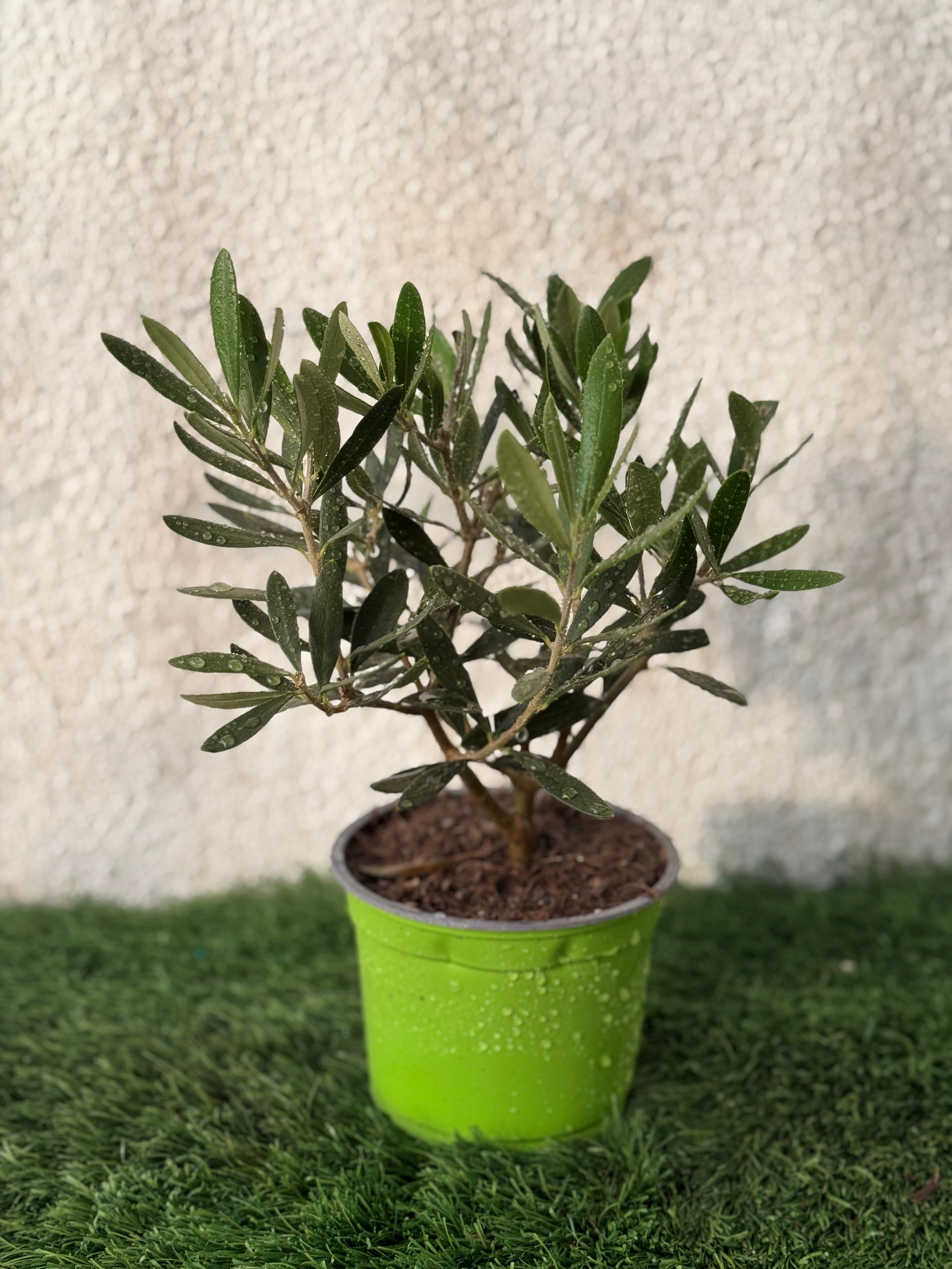 Table Top Olive