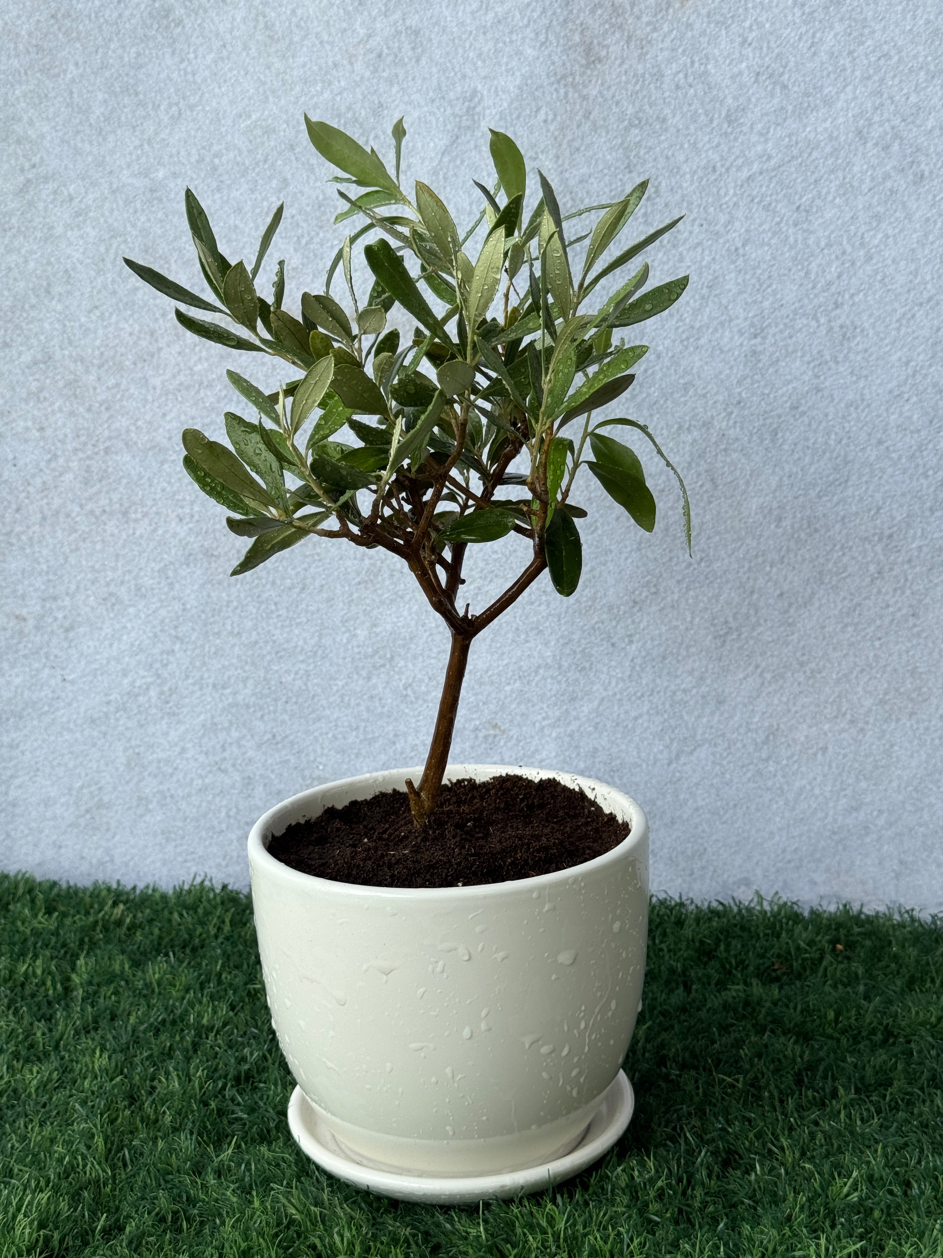Table Top Olive Plant