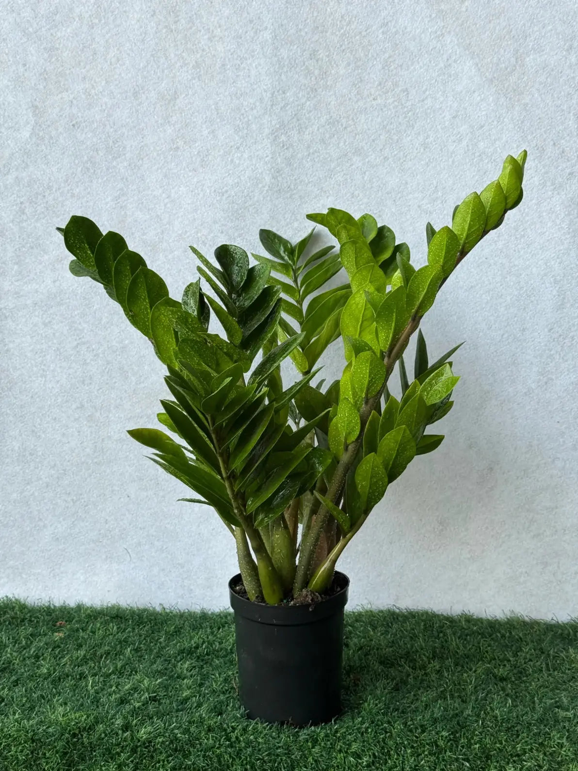Tough ZZ Plant with glossy leaves, best low-maintenance indoor plant for busy lifestyles in Dubai.