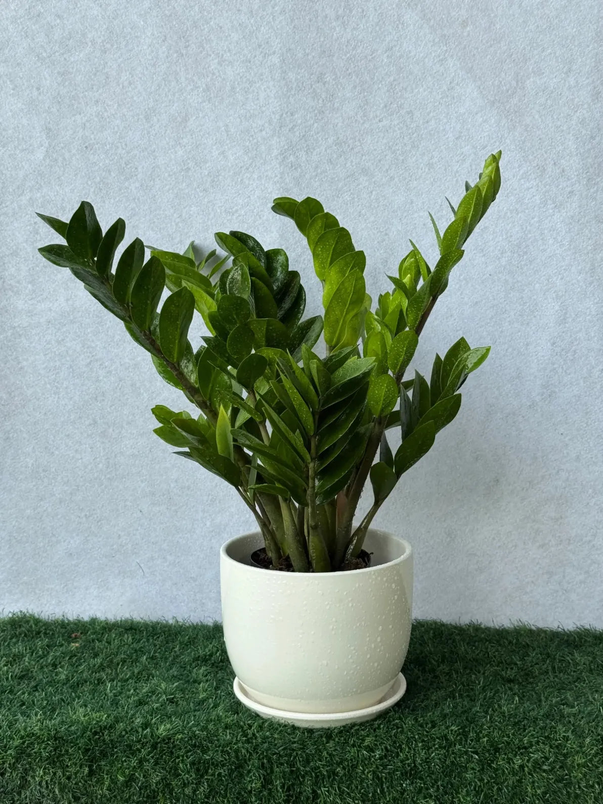 ZZ Plant (Zamioculcas) that thrives on neglect, perfect low light and air-purifying plant for the UAE.
