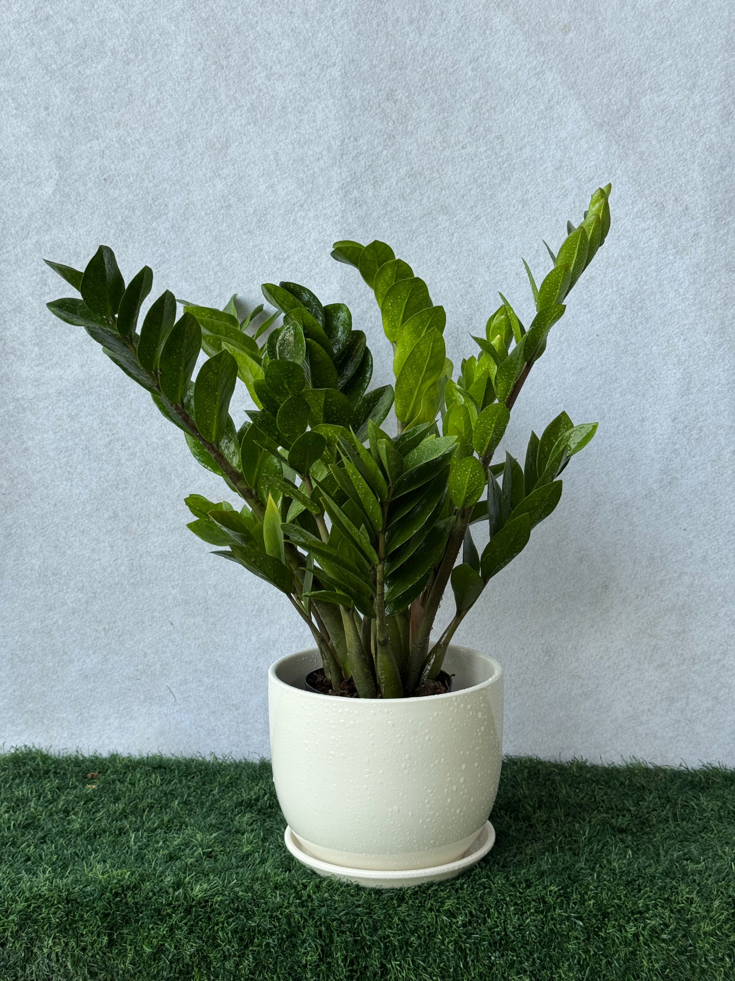ZZ Plant