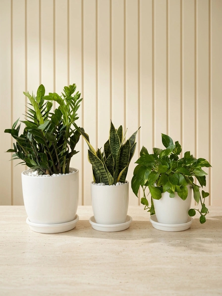 Low Maintenance & Air Purifier Bundle - ZZ Plant, Snake Plant & Money Plant - Ceramic Pots