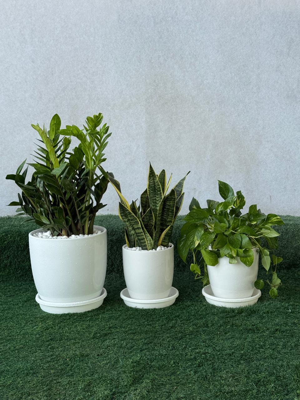 Low Maintenance & Air Purifier Bundle - ZZ Plant, Snake Plant & Money Plant - Ceramic Pots