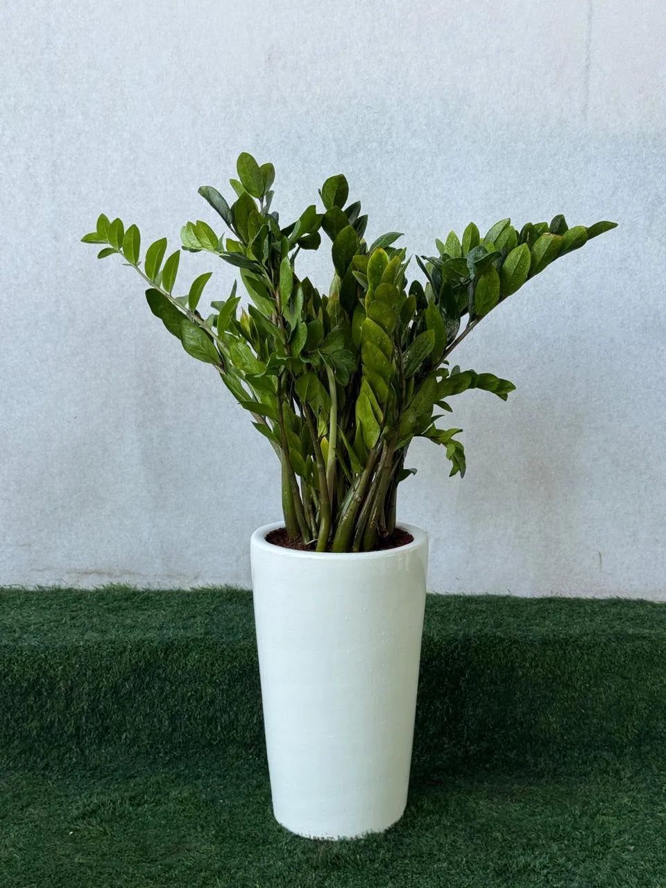 ZZ Plant Bushy - Tall White Pot